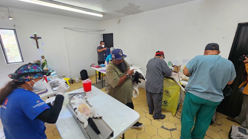 REALIZAN CAMPAÑAS DE ESTERILIZACIÓN ANIMAL GRATUITA EN TLAQUEPAQUE